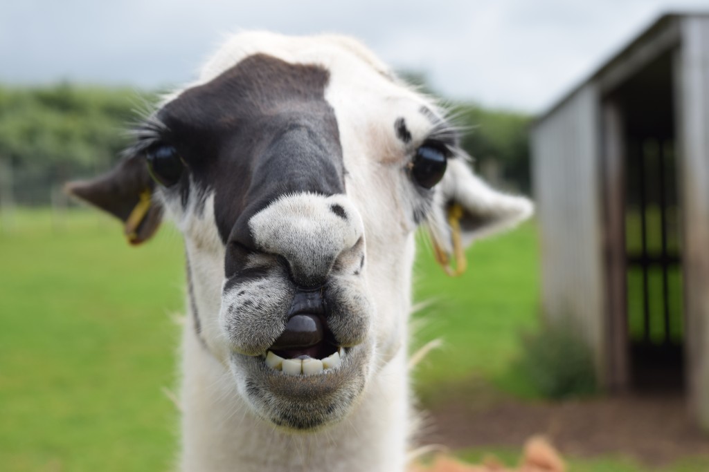 Heads of Ayr Farm Park Review Glasgow With Kids