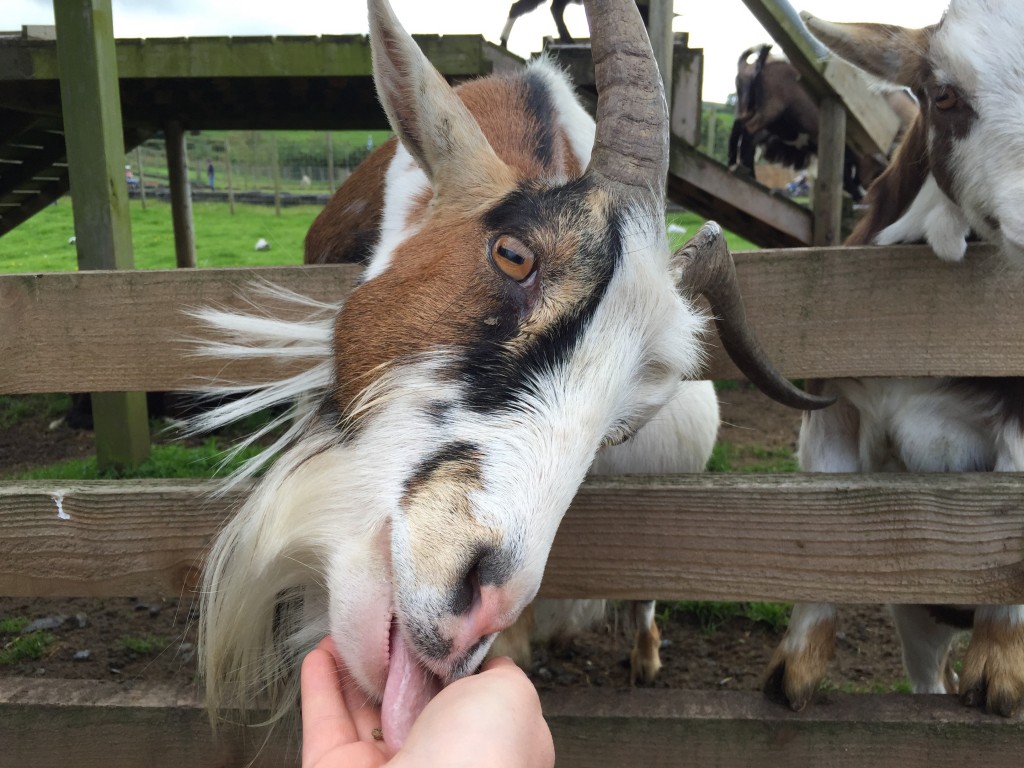 Heads of Ayr Farm Park Review Glasgow With Kids