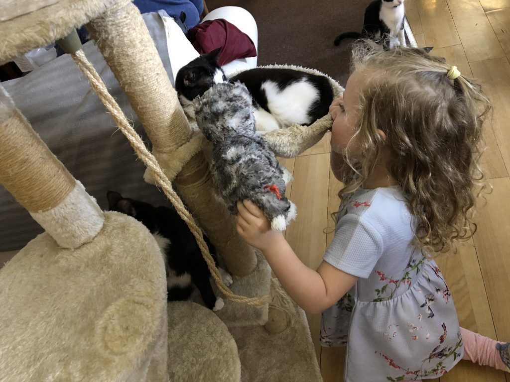 Purrple Cat Cafe Glasgow With Kids