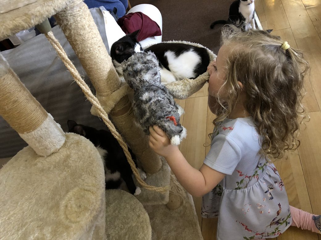 Purrple Cat Cafe Glasgow With Kids