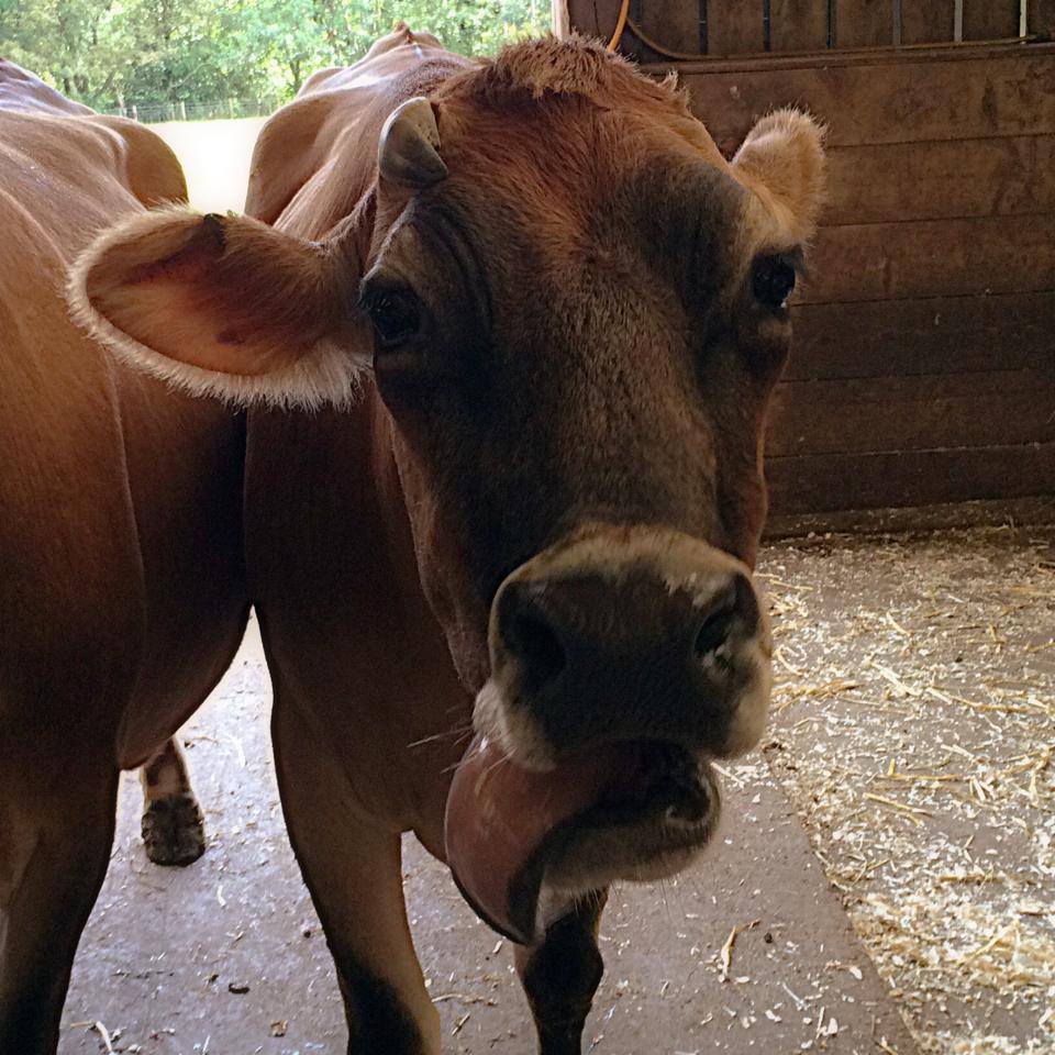 Almond Valley Heritage Centre Glasgow With Kids