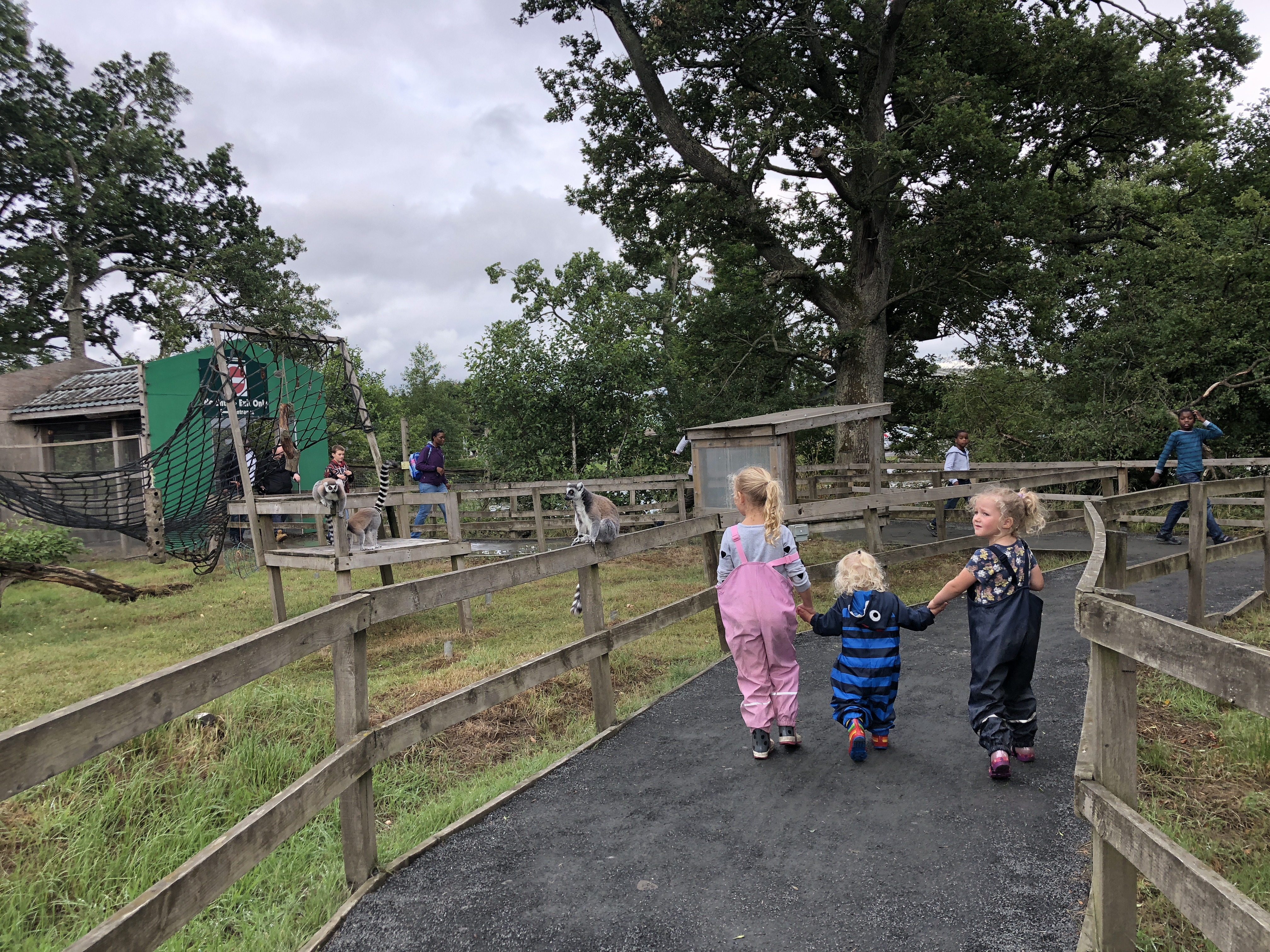 blairdrummondsafariparklemurwalkthrough Glasgow